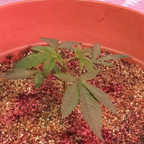 Peyote Gorilla growlog timeline photo