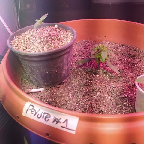 Peyote Gorilla growlog photo: Desfolhada na peyote 01
