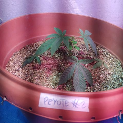Peyote Gorilla growlog photo: Desfolhada na peyote 01