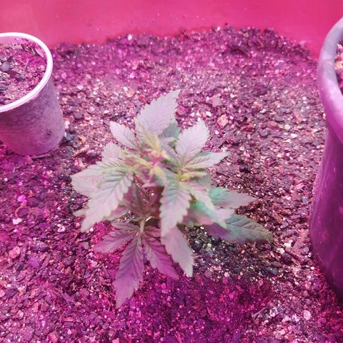 Peyote Gorilla growlog timeline photo