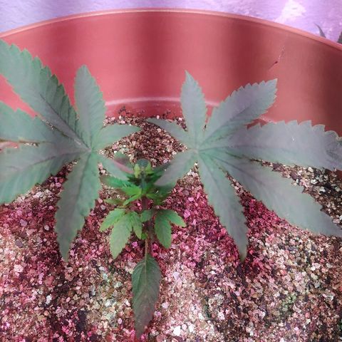 Peyote Gorilla growlog timeline photo