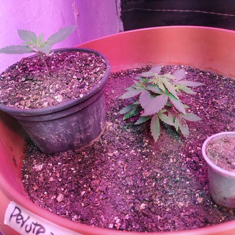 Peyote Gorilla growlog photo: 2 litros de água pura, pq as folhas começaram a enrrugar