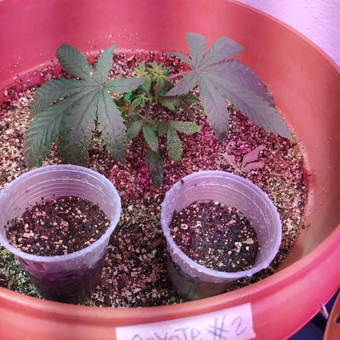 Peyote Gorilla growlog photo: 2 litros de água pura, pq as folhas começaram a enrrugar