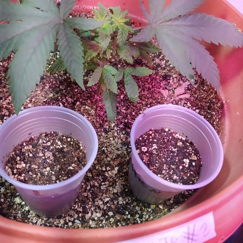 Peyote Gorilla growlog timeline photo