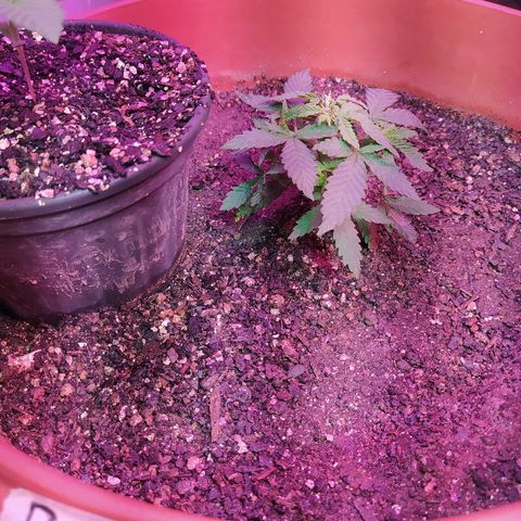 Peyote Gorilla growlog timeline photo