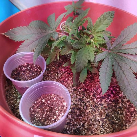 Peyote Gorilla growlog photo: Água na peyote 1