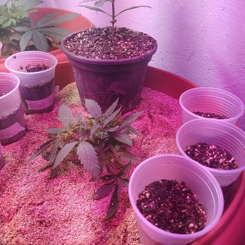 Peyote Gorilla growlog timeline photo