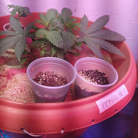 Peyote Gorilla growlog timeline photo