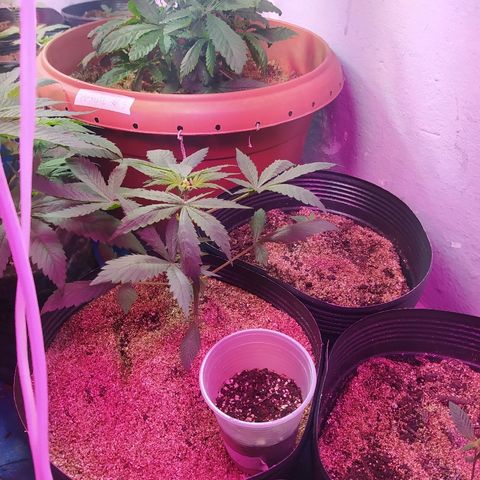 Peyote Gorilla growlog timeline photo