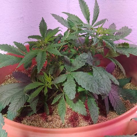 Peyote Gorilla growlog timeline photo