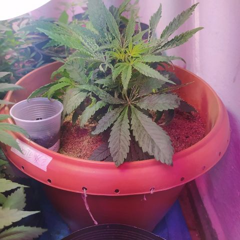Peyote Gorilla growlog timeline photo