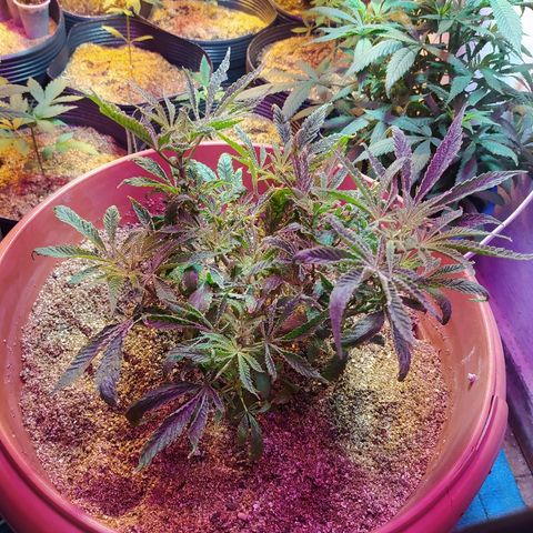 Peyote Gorilla growlog timeline photo