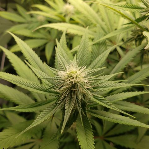 The Baby growlog timeline photo
