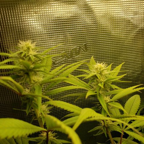 The Baby growlog timeline photo