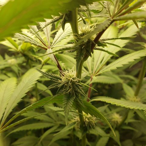 The Baby growlog timeline photo