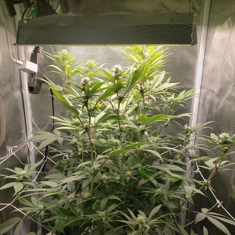 The Baby growlog photo: Flowing looks good.  
Leaves still have yellowing with green veins.  
Will apply cal mag water this evening.  
Had applied some Epsom salt last watering. With little result. 