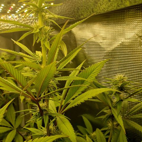 The Baby growlog timeline photo