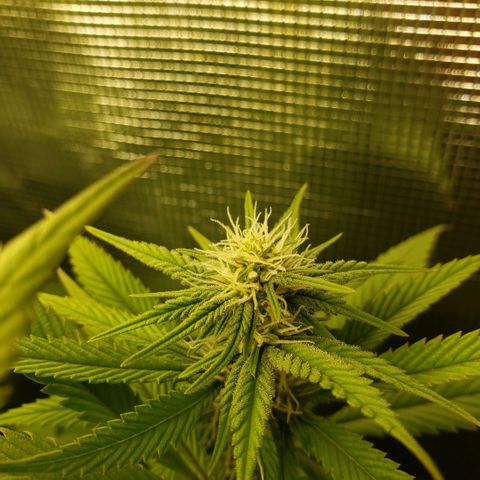 The Baby growlog photo: 3:50pm close up pics of some of the main cola's. 