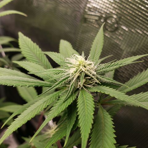 The Baby growlog photo: 3:50pm close up pics of some of the main cola's. 