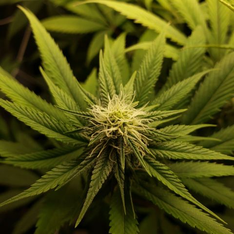 The Baby growlog photo: 3:50pm close up pics of some of the main cola's. 