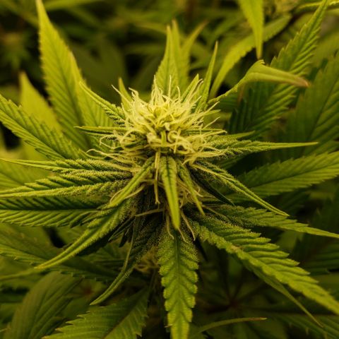 The Baby growlog photo: 3:50pm close up pics of some of the main cola's. 
