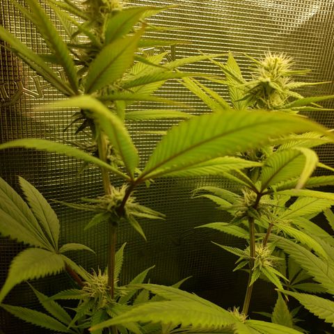 The Baby growlog photo: Flowering looks great. 
Applied cal-mag last night with watering.  Some noticeable positive changes.  More green in some yellowing leaves.  I'll stick to Cal-Mag nutrient till fully green again.  