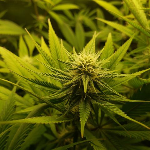 The Baby growlog photo: Flowering looks great. 
Applied cal-mag last night with watering.  Some noticeable positive changes.  More green in some yellowing leaves.  I'll stick to Cal-Mag nutrient till fully green again.  