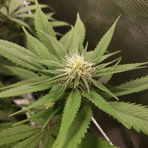 The Baby growlog photo: Flowering looks great. 
Applied cal-mag last night with watering.  Some noticeable positive changes.  More green in some yellowing leaves.  I'll stick to Cal-Mag nutrient till fully green again.  