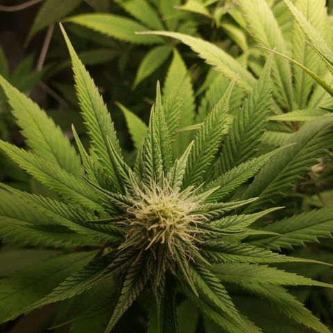 The Baby growlog photo: Flowering looks great. 
Applied cal-mag last night with watering.  Some noticeable positive changes.  More green in some yellowing leaves.  I'll stick to Cal-Mag nutrient till fully green again.  