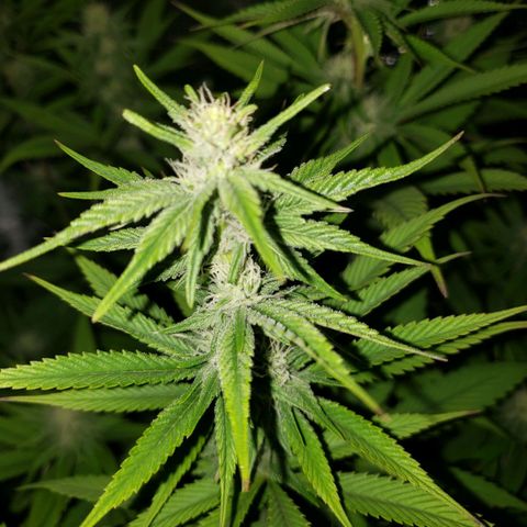 The Baby growlog photo: Some green coming back in leaves continues.  About two to five fan leaves have brown tips. 