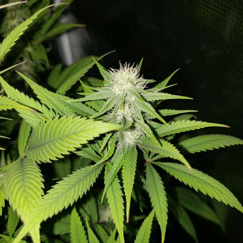 The Baby growlog photo: Some green coming back in leaves continues.  About two to five fan leaves have brown tips. 