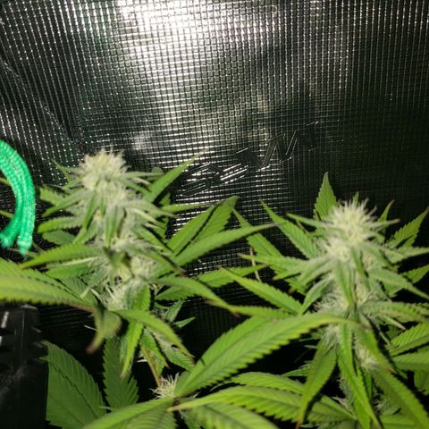 The Baby growlog photo: Some green coming back in leaves continues.  About two to five fan leaves have brown tips. 