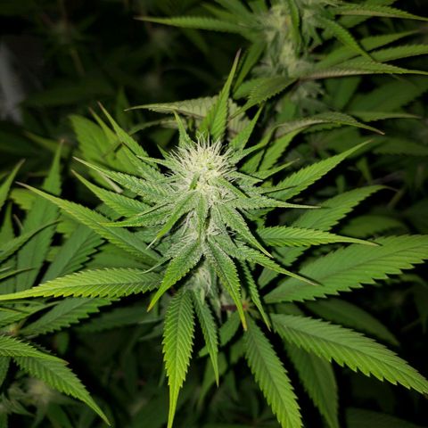 The Baby growlog photo: Some green coming back in leaves continues.  About two to five fan leaves have brown tips. 