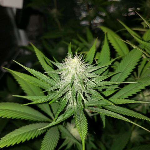 The Baby growlog photo: Some green coming back in leaves continues.  About two to five fan leaves have brown tips. 