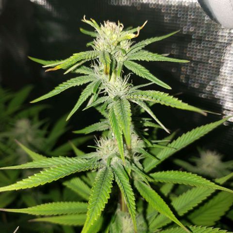 The Baby growlog photo: Some green coming back in leaves continues.  About two to five fan leaves have brown tips. 