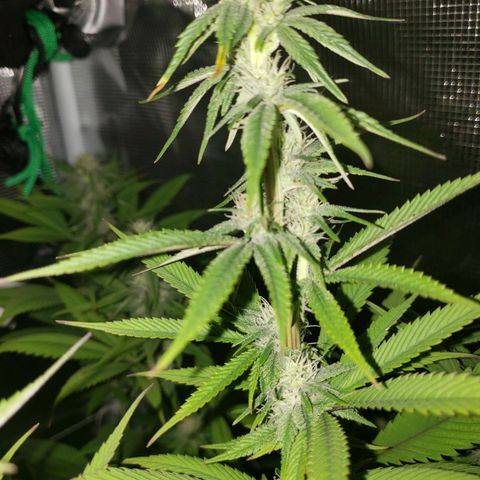 The Baby growlog timeline photo