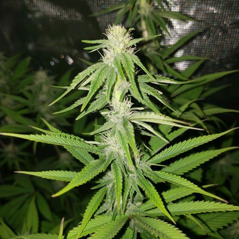 The Baby growlog timeline photo