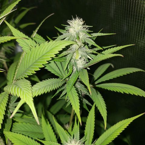 The Baby growlog timeline photo
