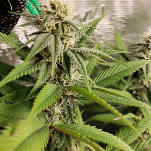The Baby growlog photo: Some yellowing starts from the edge of the leaves.  Will apply Cal-Mag solution tonight.  