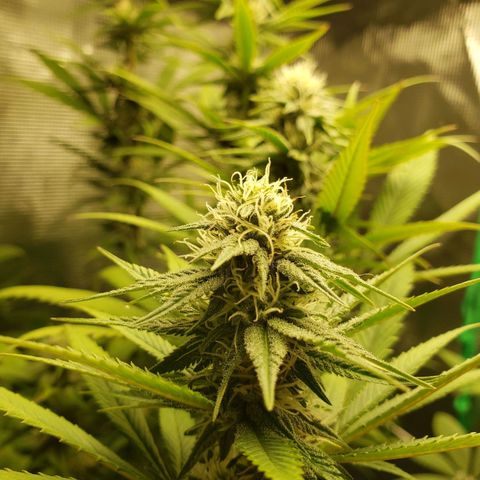 The Baby growlog photo: Some yellowing starts from the edge of the leaves.  Will apply Cal-Mag solution tonight.  