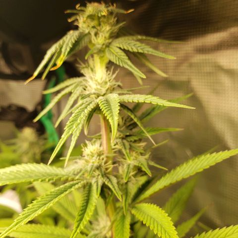 The Baby growlog photo: Some yellowing starts from the edge of the leaves.  Will apply Cal-Mag solution tonight.  