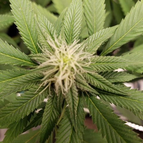 The Baby growlog photo: Some yellowing starts from the edge of the leaves.  Will apply Cal-Mag solution tonight.  