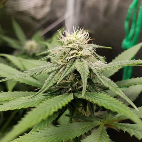 The Baby growlog photo: Some yellowing starts from the edge of the leaves.  Will apply Cal-Mag solution tonight.  