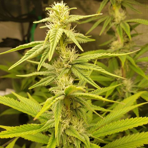 The Baby growlog photo: Some yellowing starts from the edge of the leaves.  Will apply Cal-Mag solution tonight.  