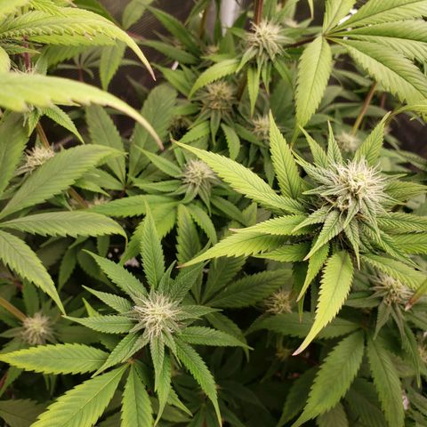 The Baby growlog photo: Some yellowing starts from the edge of the leaves.  Will apply Cal-Mag solution tonight.  