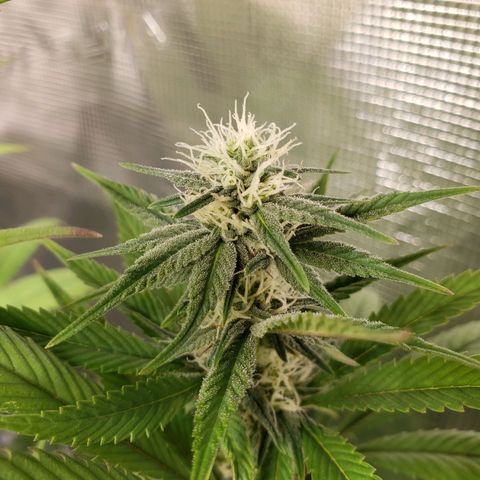 The Baby growlog photo: Some yellowing starts from the edge of the leaves.  Will apply Cal-Mag solution tonight.  