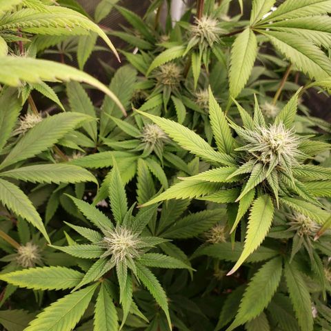 The Baby growlog photo: Looking healthy.  
Cal-Mag sends to be helping still.  Will continue using Cal-Mag on watering.  Dehumidifier wasn't on most of the day until a few hours in the evening.  