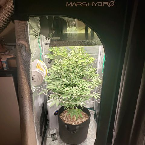 The Baby growlog photo: Looking healthy.  
Cal-Mag sends to be helping still.  Will continue using Cal-Mag on watering.  Dehumidifier wasn't on most of the day until a few hours in the evening.  