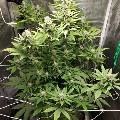 The Baby growlog photo: Looking healthy.  
Cal-Mag sends to be helping still.  Will continue using Cal-Mag on watering.  Dehumidifier wasn't on most of the day until a few hours in the evening.  