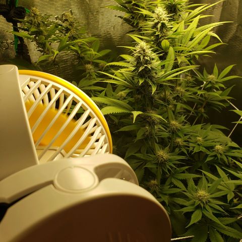 The Baby growlog photo: Looking healthy.  
Cal-Mag sends to be helping still.  Will continue using Cal-Mag on watering.  Dehumidifier wasn't on most of the day until a few hours in the evening.  